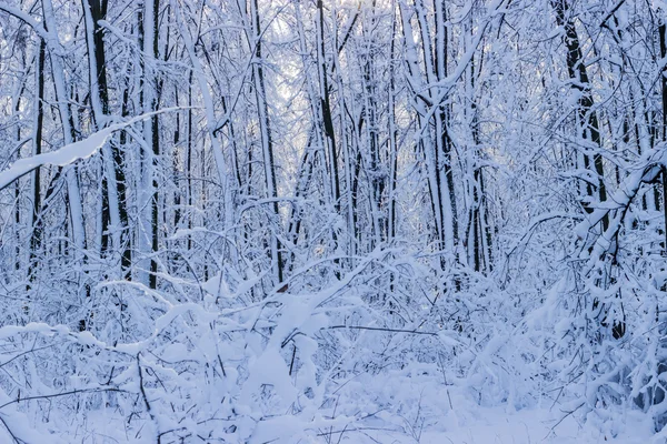 Invierno en el bosque — Foto de Stock