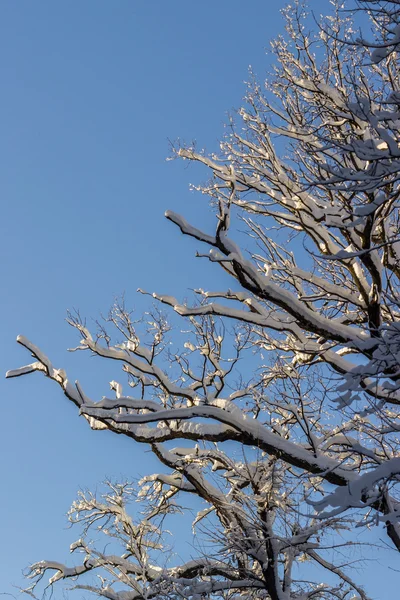 Winter im Wald — Stockfoto