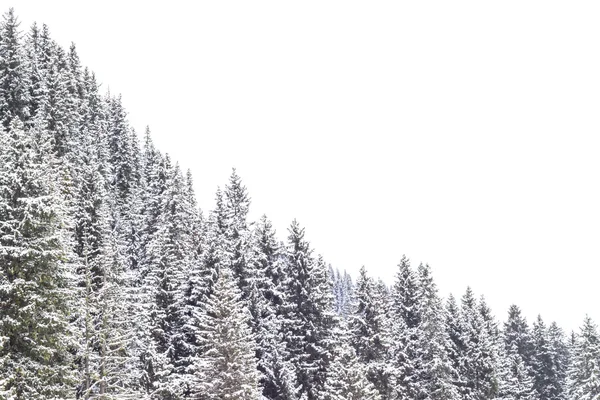 Zima w lesie — Zdjęcie stockowe