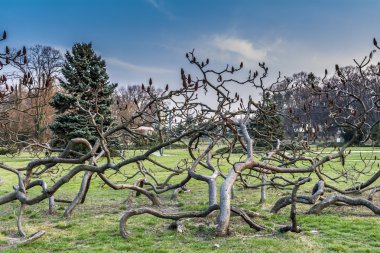 Bahar süre Park peyzaj