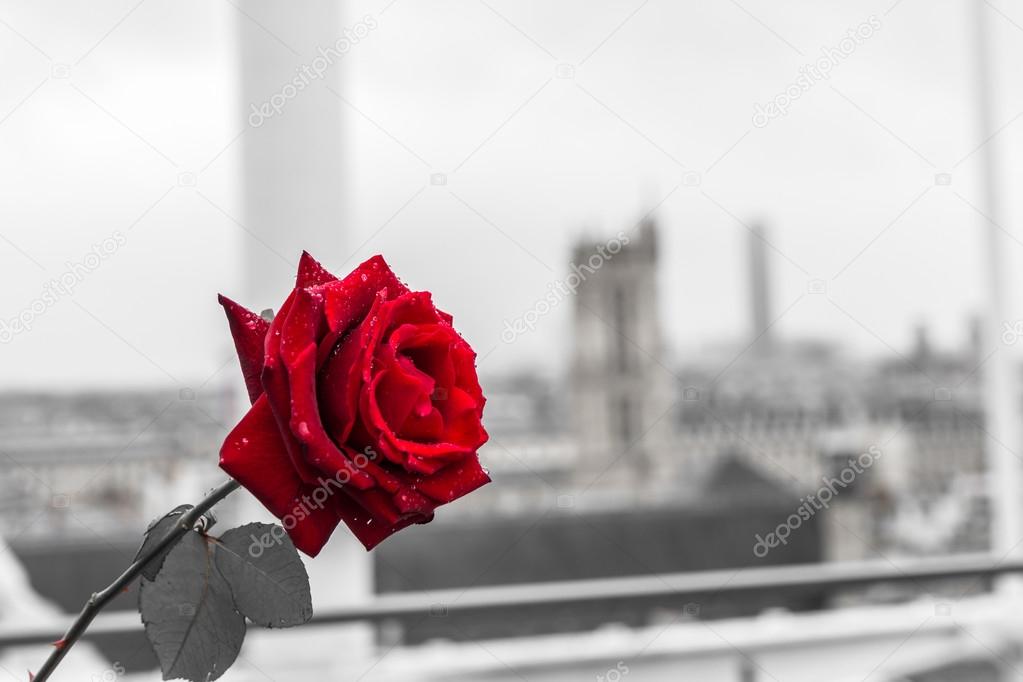 Red rose over Paris background