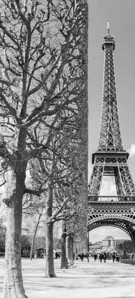 Traight trimmed trees over Eiffel tower — Stock Photo, Image