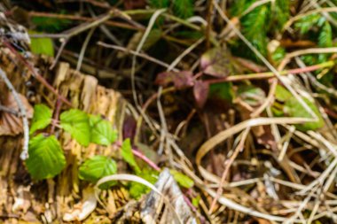 Bulutlu gökyüzü arka plan üzerinde üzerinde geleneksel manzara yeşil tepeler