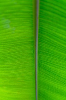 İzole bir ağacın dalından taze yaprak yeşil. Bir yaprak detayını kapatın.