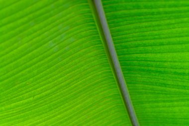 İzole bir ağacın dalından taze yaprak yeşil. Bir yaprak detayını kapatın.