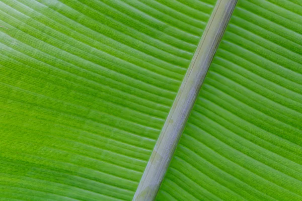 Verse groene blad van de tak van een boom geïsoleerd. Close-up detail van een blad. — Stockfoto