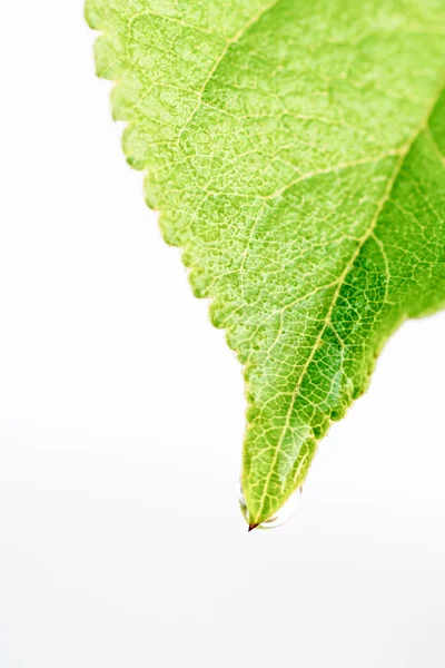 Green fresh leaf from the branch of a tree isolated. Close up detail of a leaf. Royalty Free Stock Photos