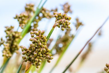 Kır çiçeği ile mavi bir bulutlu gökyüzü güneşli yaz gün