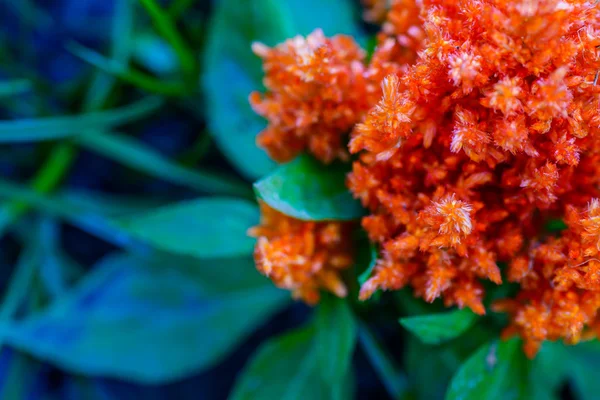 Абстрактна помаранчева квітка на синьому розмитому фоні — стокове фото