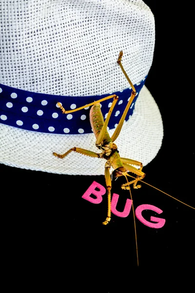 Крупный план зеленого насекомого на белой шляпе с голубым ремешком на черном фоне — стоковое фото