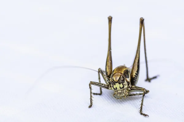 A close-up view of a beautiful insect in a blurry white background — Stock Photo, Image