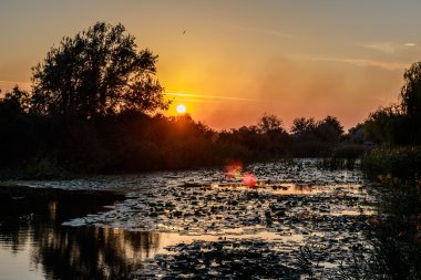 Nilüferler ve ağaçlar arka planda göl günbatımı
