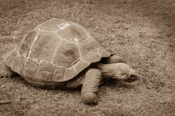 Tartaruga gigante fechar-se descansando em um chão no zoológico. Sépia ph — Fotografia de Stock