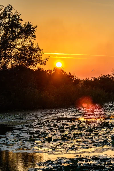 Pôr do sol no lago com lírios de água e com árvores no fundo — Fotografia de Stock