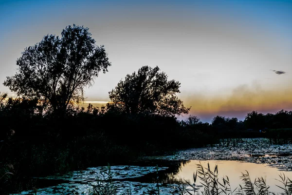 Pôr do sol no lago com nenúfares, juncos e árvores ao fundo — Fotografia de Stock