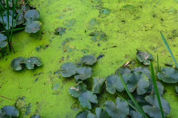 岸边有绿色植物的脏水。的水平视图 — 图库照片