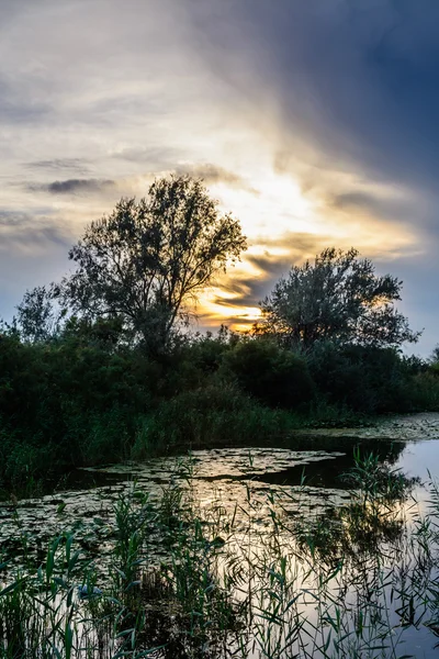 Bäume am Ufer eines Baches. vertikale Ansicht von Bäumen in einem — Stockfoto