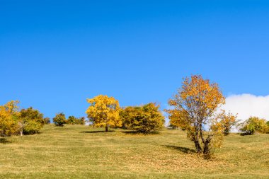 Güzel meyve bahçesinde güneşli bir sonbahar günü. Yatay görünümünü bir veya