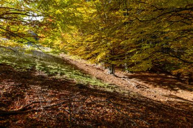 Ormanda sonbahar arka plan. Bir ormanın yatay görünüm üst-sid