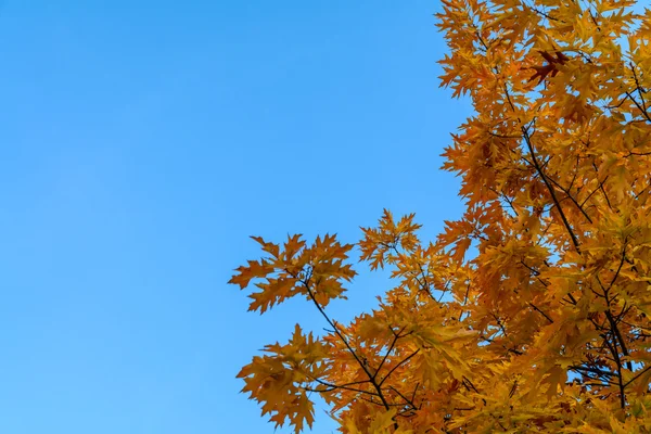 Autumn leaves on a clear sky background. Horizontal view of autu — Stock Photo, Image