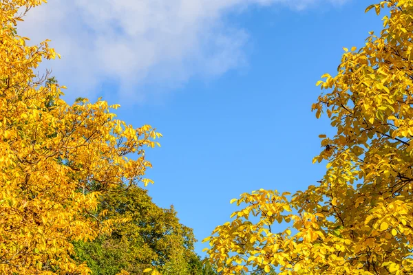 Осіннє листя на чистому фоні неба. Горизонтальний вигляд autu — стокове фото