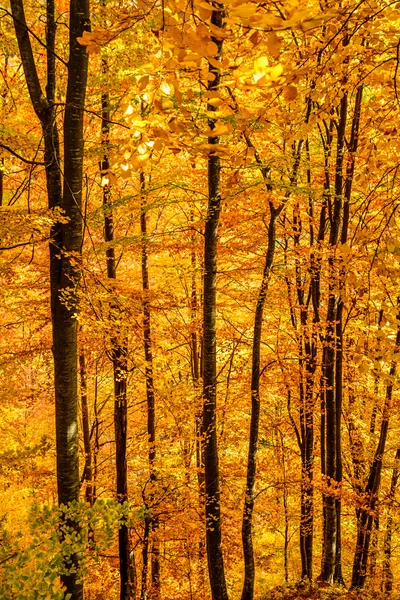 Осіннє листя на чистому фоні неба. Вертикальний вигляд осені — стокове фото