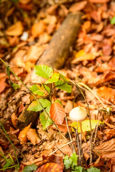 Zbliżenie: grzyby w lesie. Widok pionowy kilku mus — Zdjęcie stockowe
