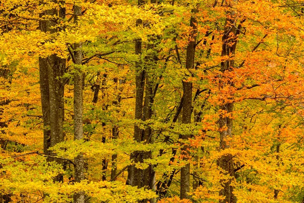 Podzimní pozadí v lese. Horizontální pohled lesa, nahoře sid — Stock fotografie