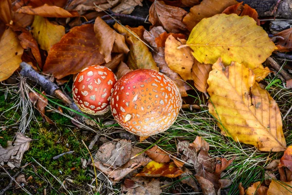 Close-up de cogumelos na floresta. Vista horizontal de um par de m — Fotografia de Stock