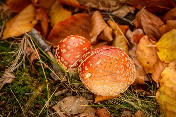 Close-up jamur di hutan. Tampilan horisontal dari pasangan m — Stok Foto