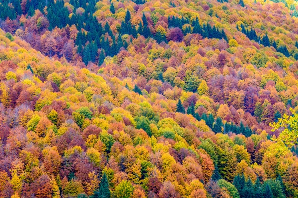 Осінній фон у лісі. Горизонтальний вид на ліс, вид зверху — стокове фото