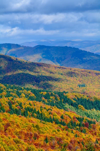 Höstens bakgrund i skogen. Horisontell vy av en skog, top-sid — Stockfoto