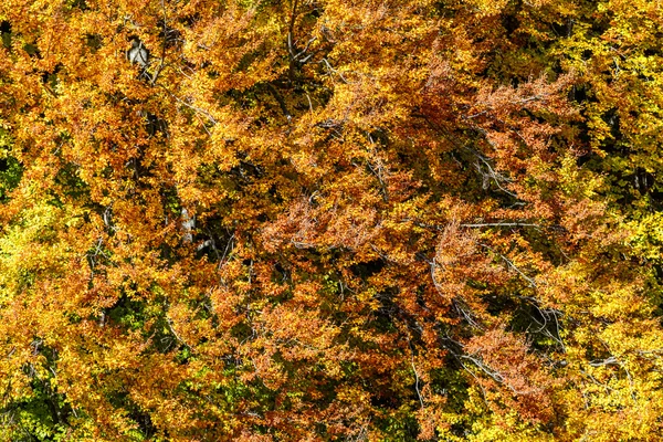 Autumn background in woods. Horizontal birds-eye view of a fores — Stock Photo, Image