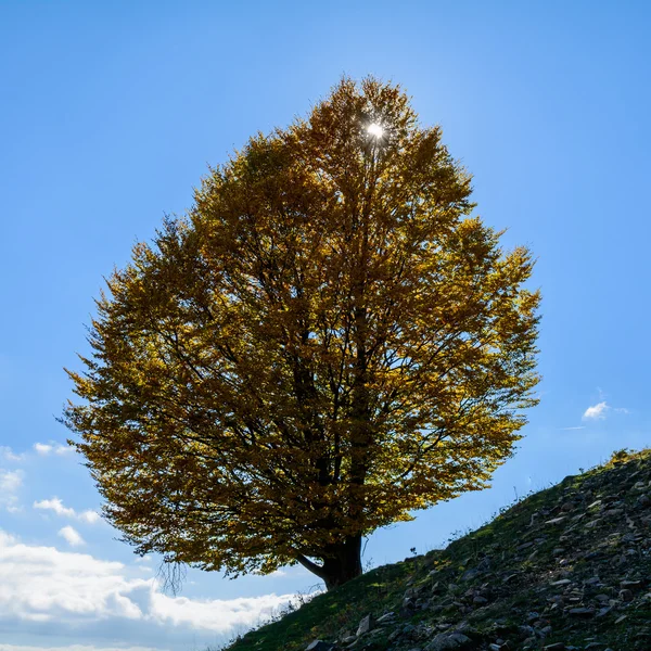 Samotnym drzewem na szczytu wzgórza. Poziomy widok drzewa samotny — Zdjęcie stockowe