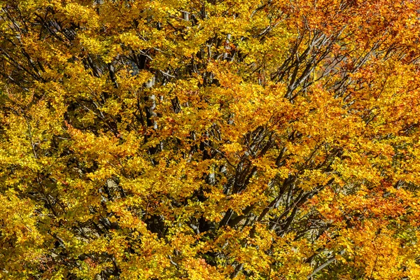 Podzimní pozadí v lese. Horizontální detailní pohled z lesa — Stock fotografie