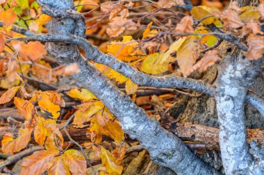 Altın sarısı orman dallarında bırakır. Fram sonbahar yaprakları