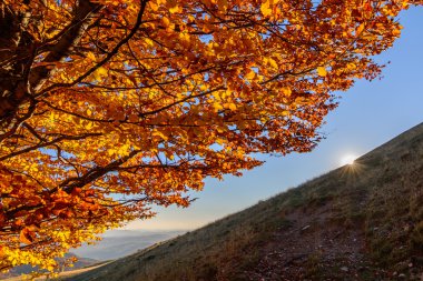 Sunlighted sarı altın sonbahar ağaç dağ orman içinde. Güneş app