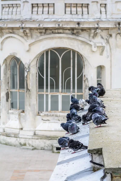 Pigeons on old city building. Numerous black and white pigeons a — Stock Photo, Image