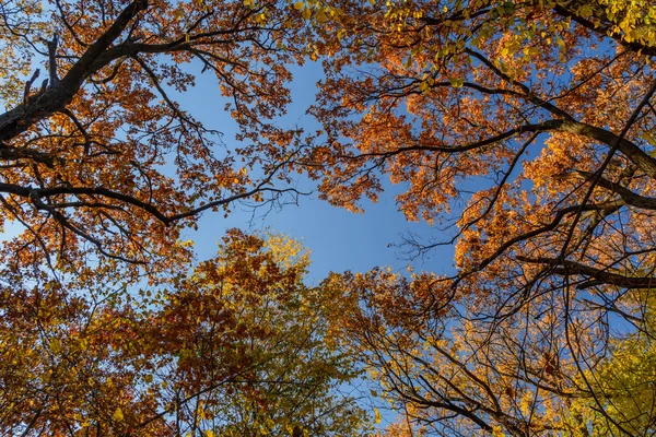 Krásné podzimní stromy v horském lese. Vodorovných podzimní — Stock fotografie