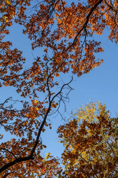 Krásné podzimní stromy v horském lese. Vertikální s podzimní — Stock fotografie