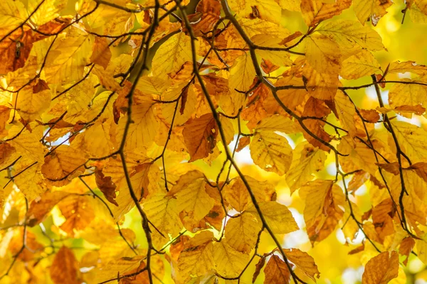 Yellow leaves with tiny twig over sunlight. Background with autu — Stock Photo, Image