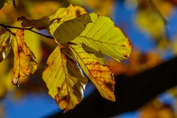 Brown yellow leaves with tiny twig over blue sky. Autumn leaves — Stock Photo, Image