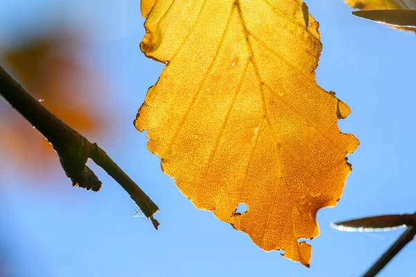 Yellow leaf with tiny twigs in sunlight. Background with autumn — Stock Photo, Image