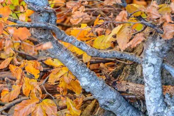 Zlaté žluté listy s pobočkami v lese. Podzimní listí fram — Stock fotografie