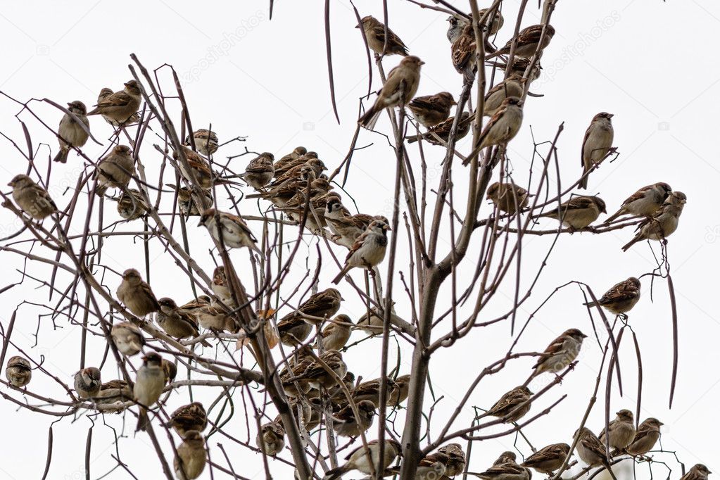 Sparrows isolated on a white background. Numerous sparrows isola