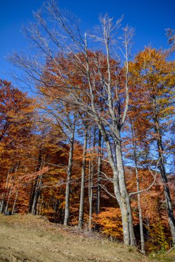 Bir dağ orman sonbahar ağaçlarda. Renkli le ile sonbahar sahne