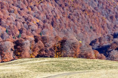 Renkli orman, dağ sonbahar yatay. Yatay panor
