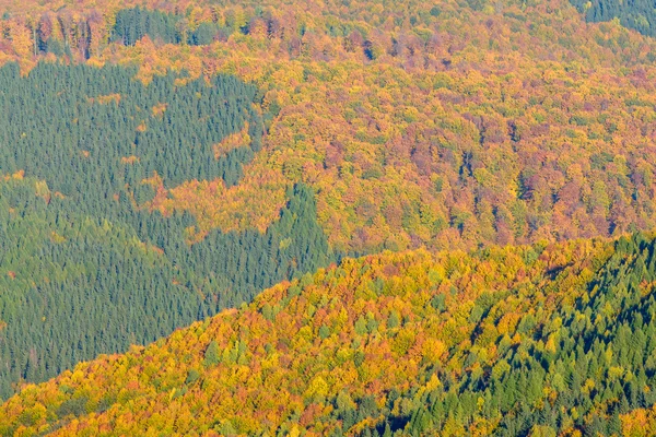 Góra jesień tło z kolorowy las. Poziome pano — Zdjęcie stockowe