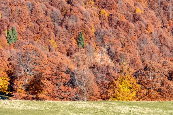 Horská podzimní pozadí s barevné stromy. Horizontální panor — Stock fotografie