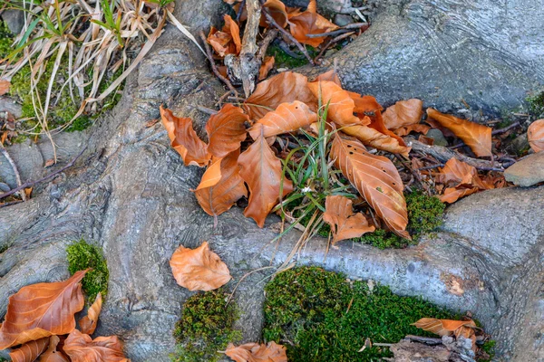 Vieilles racines d'arbres aux feuilles automnales tombées. Un système racine de vieux — Photo